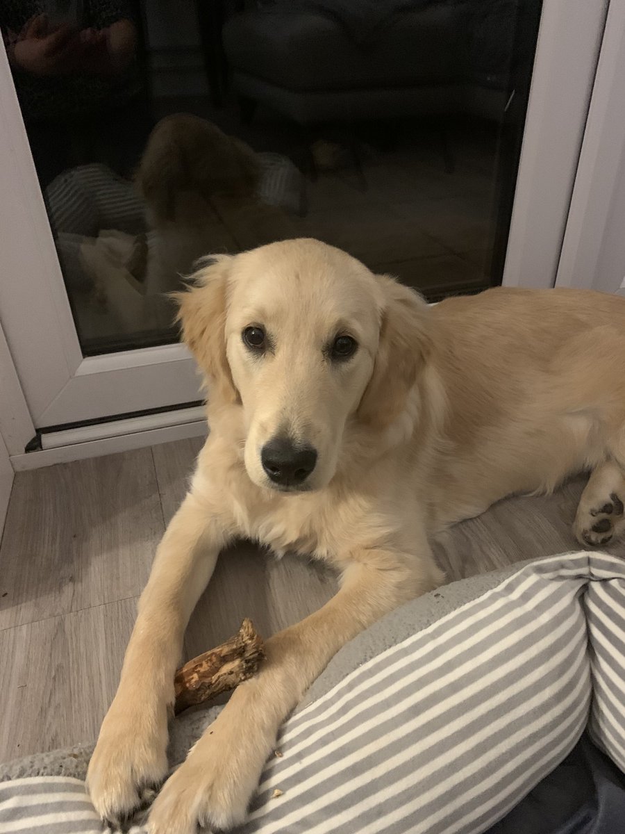Monkey_Shell's tweet photo. This is Bailey. Bailey has a stick. Bailey loves sticks. Bailey won’t stockpile sticks. Bailey will wait till his stick is finished and get another one. Be like Bailey #BeLikeBailey https://t.co/BCyG1UynPX