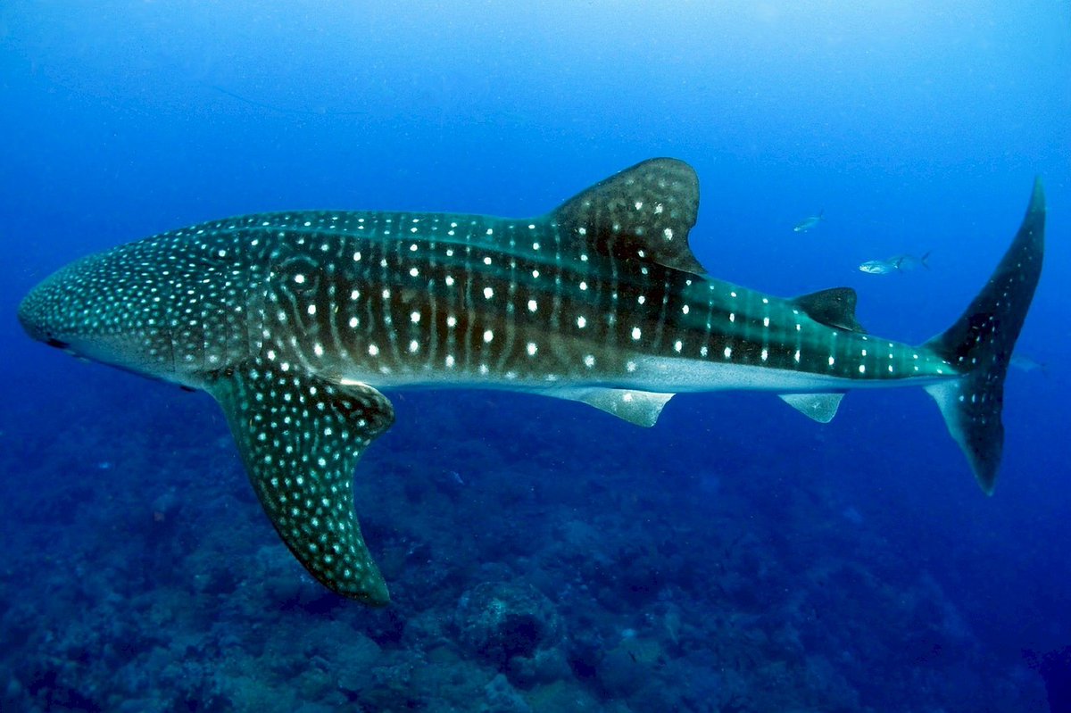 ...to the whale shark, the largest fish on the planet.  #WhaleSharks can reach lengths of 40 feet or more, with the largest on record measuring in at nearly 62 feet! These large filter feeders live in the warm waters of tropical oceans around the world.  #CreatureFeature