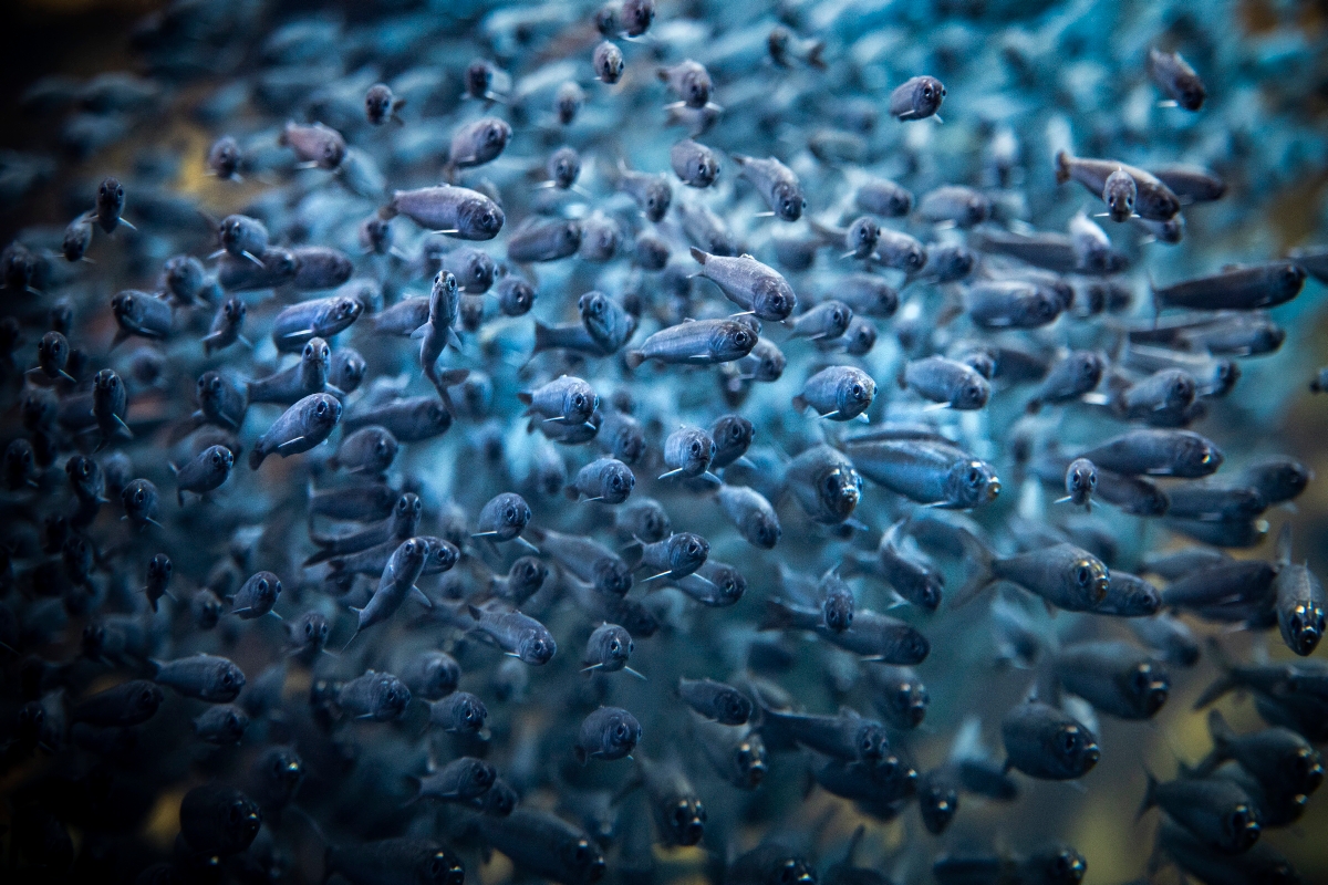 SeafoodWatch's tweet photo. Fun fact: anchovies are terrible at social distancing. https://t.co/V1jNlM1Nas