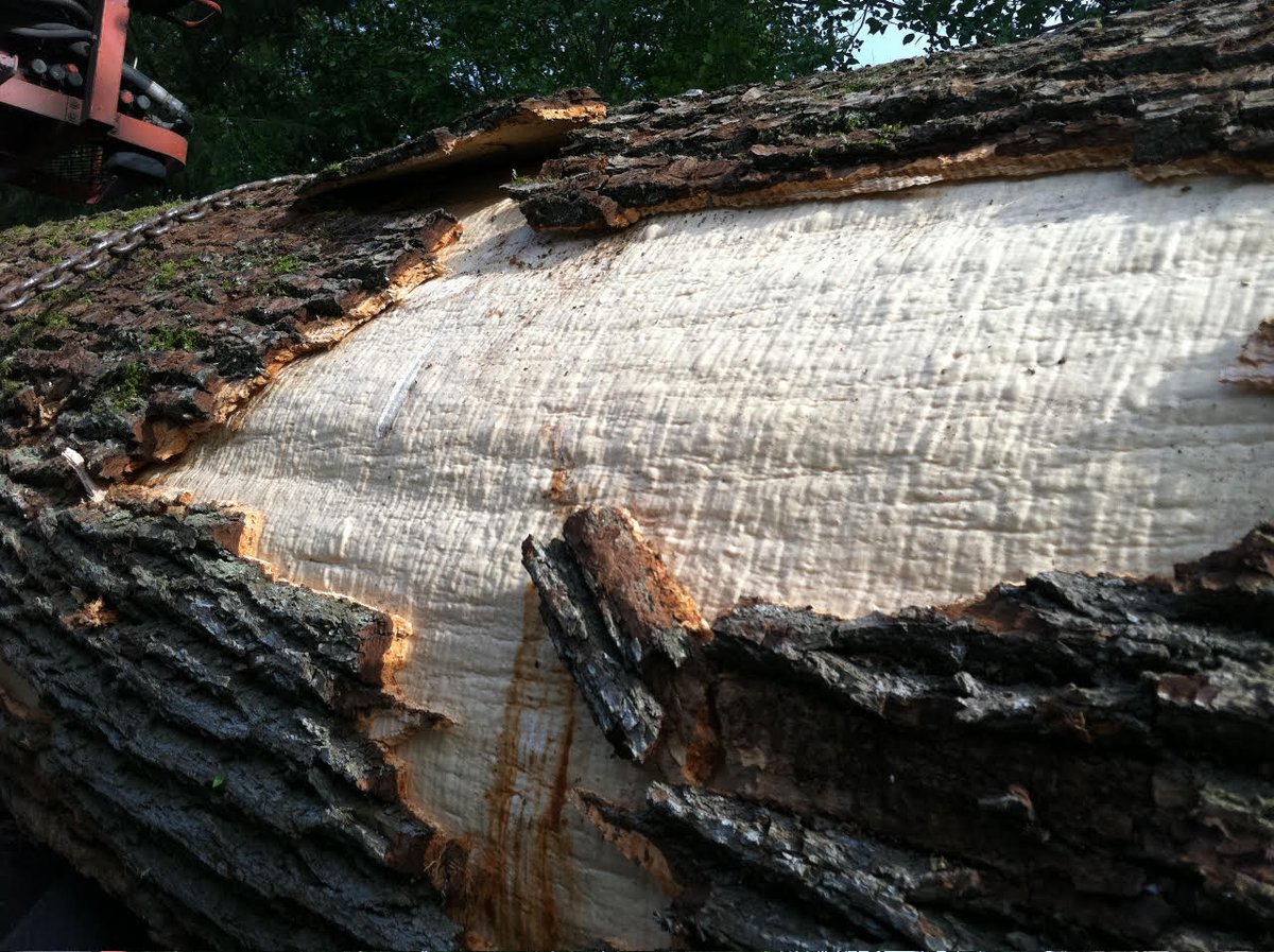 foresters's tweet photo. Have you ever seen figured maple? #SAFmember and consulting forester John Keller is assisting with field location of super-figured parent maples, while cloning is taking place at Pacific Rim Tonewoods’ progeny testing sites in WA. #SAFMemberSpotlight https://t.co/LJBCj2csxF https://t.co/yOYtFczTUu