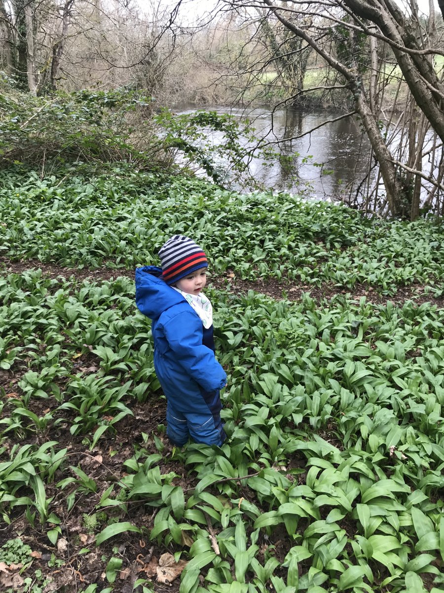 Elbows_off's tweet photo. I don't think anyone needs to be enticed outdoors these days but perhaps this recipe will incentivise you to pick some wild garlic while you are getting your daily dose of fresh air. A great activity for all to get involved in and… https://t.co/LCPW26Gokv https://t.co/6KaqLW1xnu