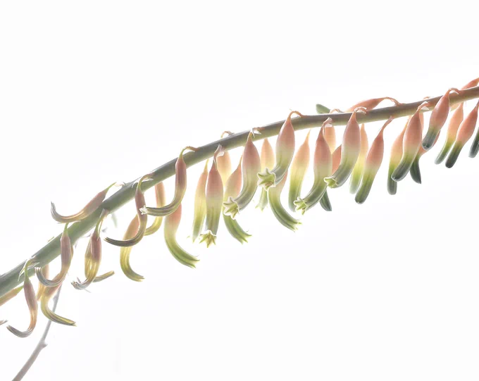 花茎の長さがちょうど1メートルくらいに。 