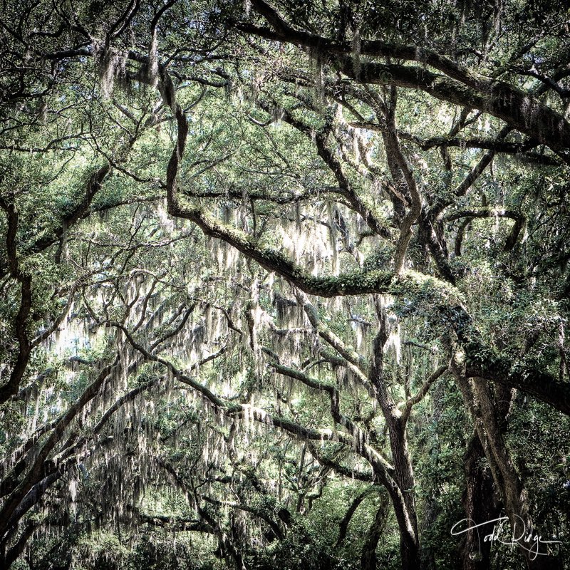 The trees in Savannah are hard to beat! What other parts of the country have trees this beautiful?
#VisitSavannah #savannah #savannahga #savannahgeorgia #historicsavannah #historicdistrict #downtownsavannah #forsythpark #forsythpark #southerncharm #southernbeauty #southernliving