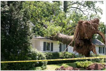 CfbLandscape's tweet photo. You can always relay to us for your tree service needs! https://t.co/mhGwbcPKiw