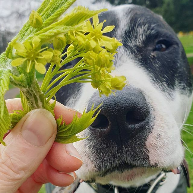 wagglepets's tweet photo. This beaut, helping me find signs of spring on our social distancing walk in #victoriaparklondon.
.
.
#hope #signsofspring #saffyface #blackandwhitedog #eastlondondogs #adoptedstaffie #staffiecollie https://t.co/X42hJEtbuO