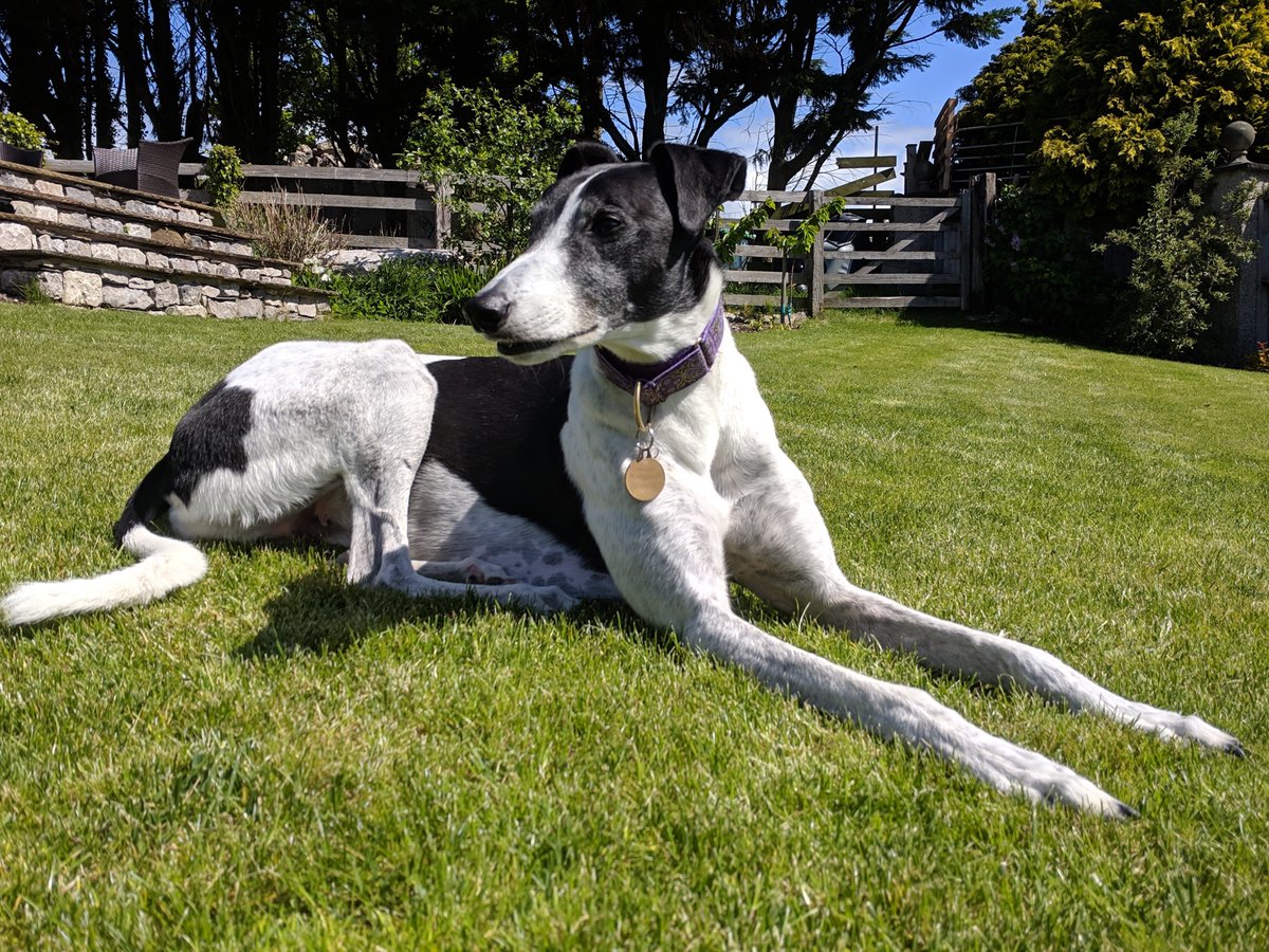 rhiannagamble's tweet photo. Today's 3 #sunseeking things bringing comfort
1. A lovely video chat with mum, which included our dog Joey trying to join in and find me (the screen confused him...) Photo from last summer
2. A couple of episodes of 30 Rock
3. Lindt hazelnut milk chocolate
@BlurtAlerts https://t.co/KBNB3Ef4h6