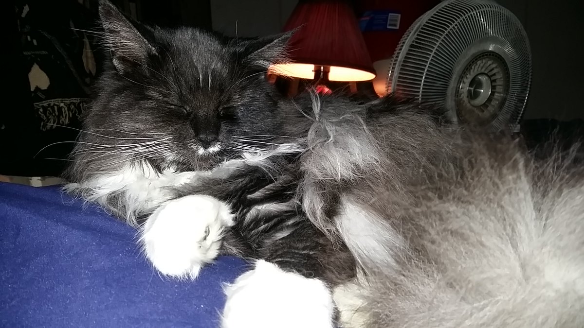 VJAllison1974's tweet photo. @Aloo_Oz Princess Marnie. #CatsOfTwitter #mainecoon #PrincessFluffyButt #NovaScotia #authorslife https://t.co/NucI7P8Dqy