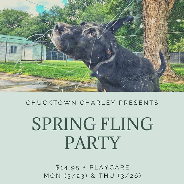 learntrainlove's tweet photo. We are throwing a Spring Fling party on Monday and Thursday next week! It includes a Spring Facebook Portrait, extra springy playtime and a gourmet duck treat! Your dog will love it! 🌼
#dogdaycarelife #dogparty #doggiefun -
-
-
-
-
#dogsofchucktown #… https://t.co/cGY58ZSiVh https://t.co/1SAb6IwEzj