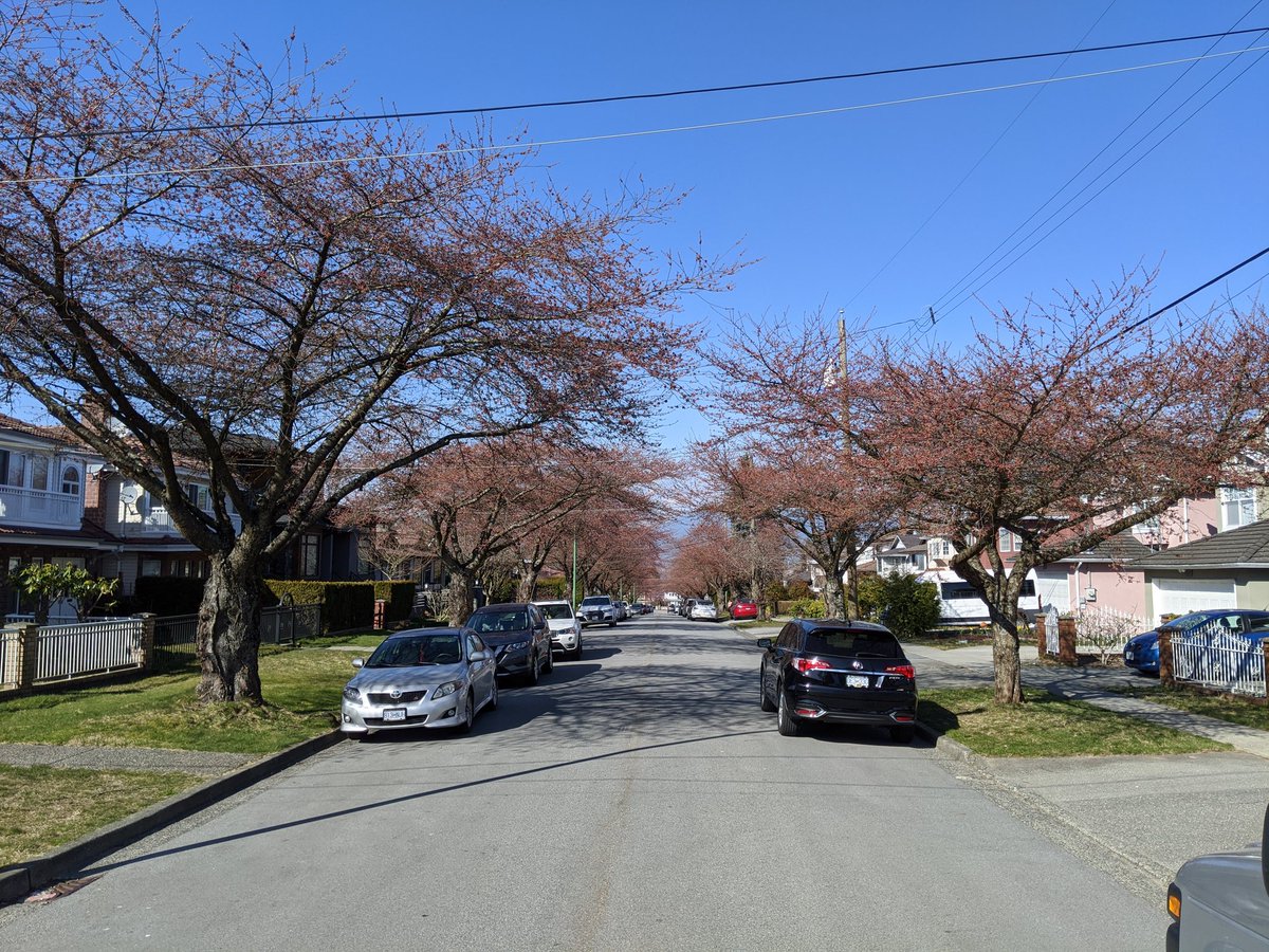 The canopies now look noticably red as opposed to the brown of just 3 days ago.  #CherryBlossoms  #CherryBlossomDaily