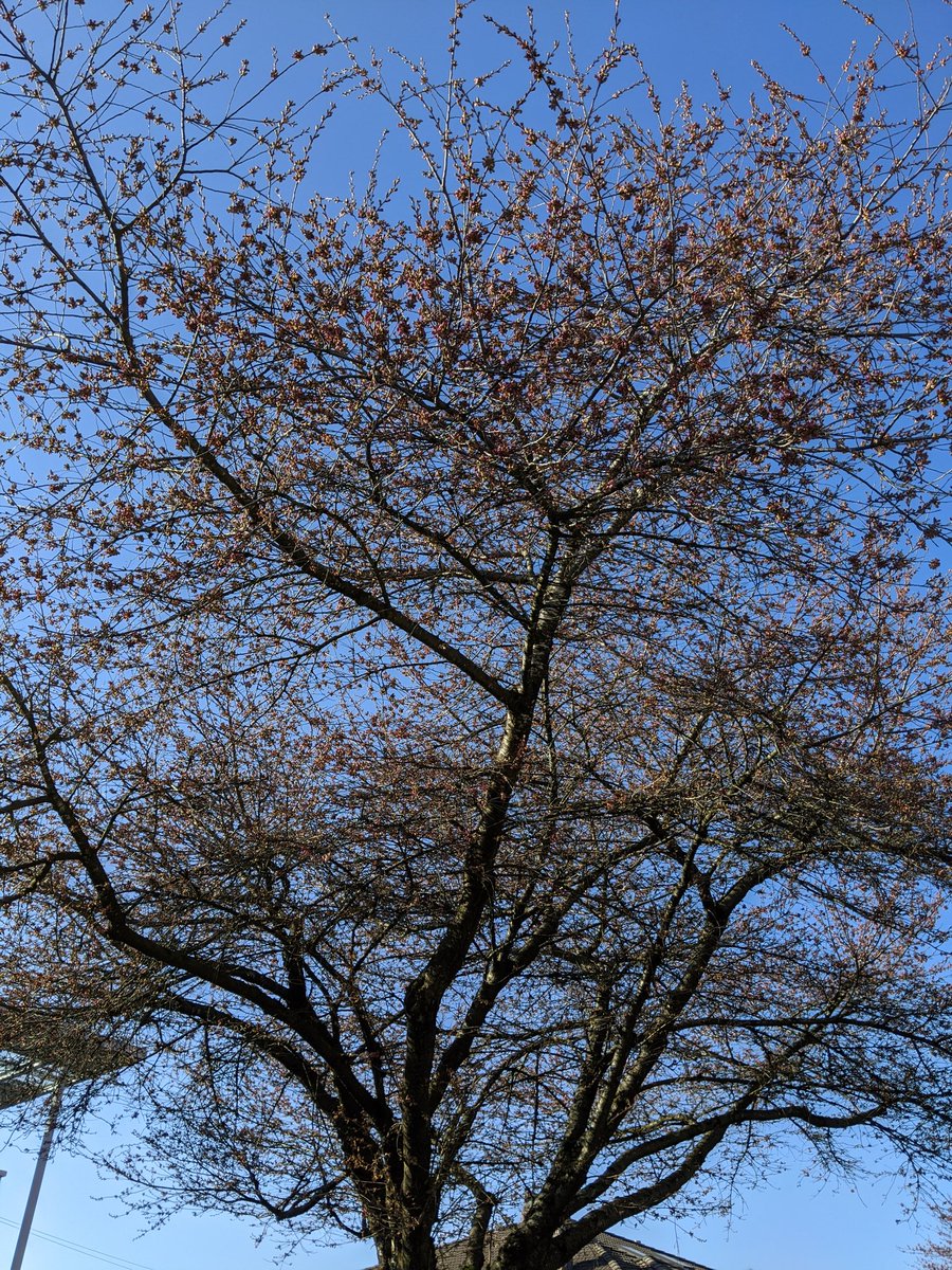 The canopies now look noticably red as opposed to the brown of just 3 days ago.  #CherryBlossoms  #CherryBlossomDaily