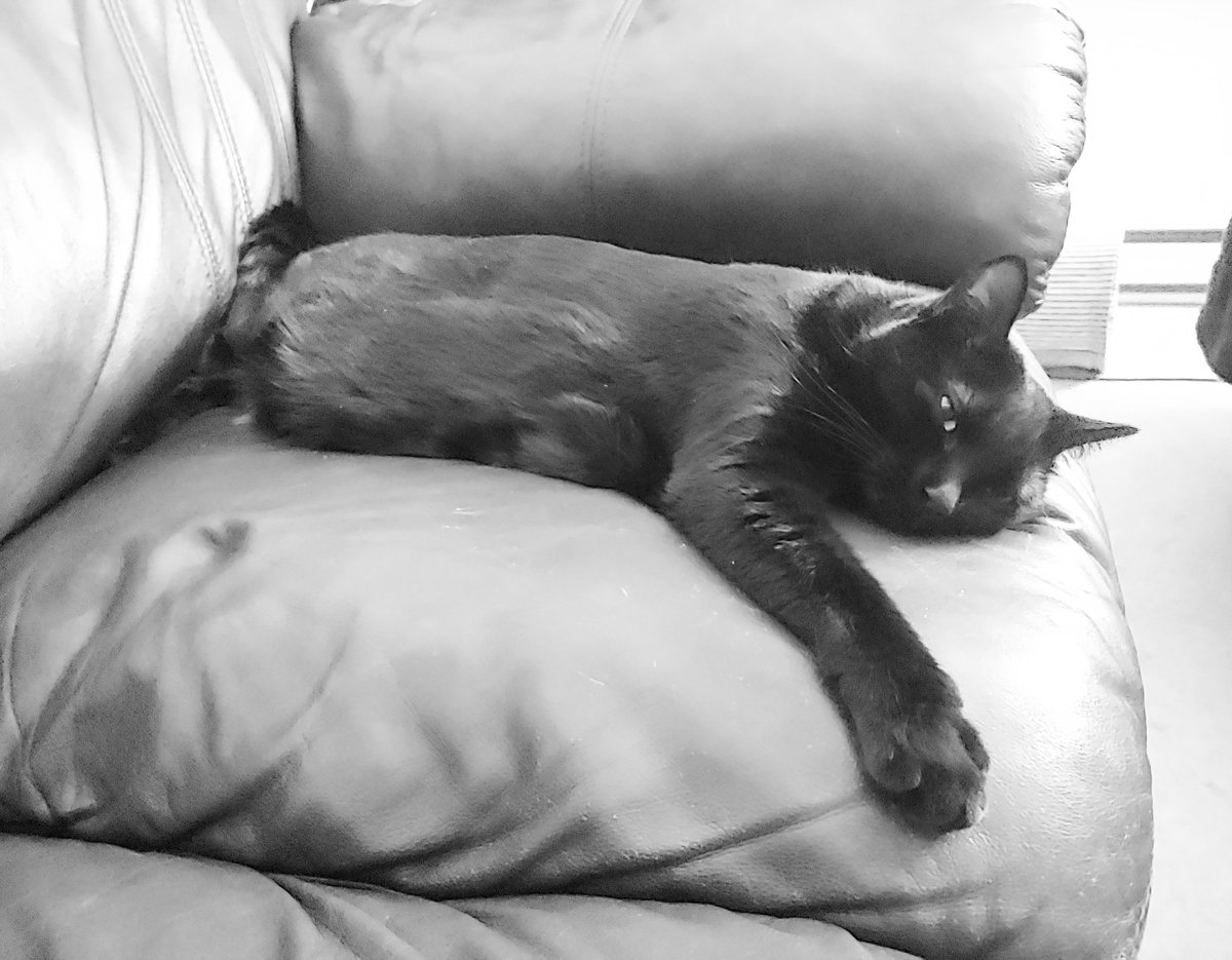 DayneCody's tweet photo. It's good to see one of us is enjoying this whole social distancing thing.

#BlackCat #lgg7thinq #scullyanddomino #BlackAndWhite #SoLazy #catsofinstagram https://t.co/HYhNkCmMWa