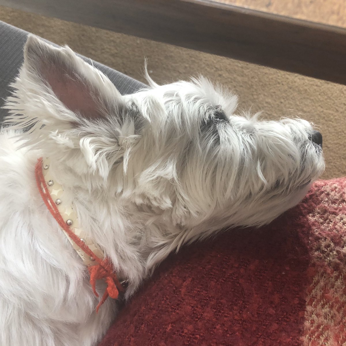 annikachan's tweet photo. ママのヒザから落っこちそうだよ😆
#westie #westies #westhighland #westhighlandwhiteterrier #terrier #ウエスティ #うえすてぃ #ウエストハイランドホワイトテリア #おばあわん #almost15years https://t.co/hY9qMortyA