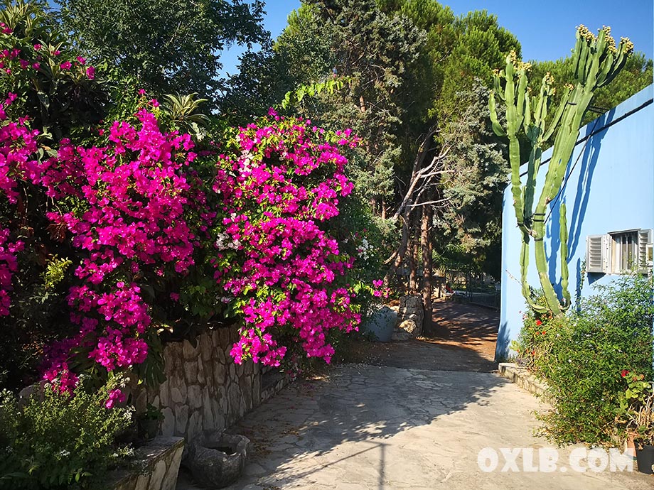 onefineart's tweet photo. Lebanon Spring... and Summer is preparing itself to follow! We will win Covid-19 and world will be better... united... will respect, understand and help each other... a new planet will rise! https://t.co/BQIWMwsypk #newplanet #lebanonspring #stopcovid #stopcovid19 #stayunited https://t.co/QSZBagh8Ca