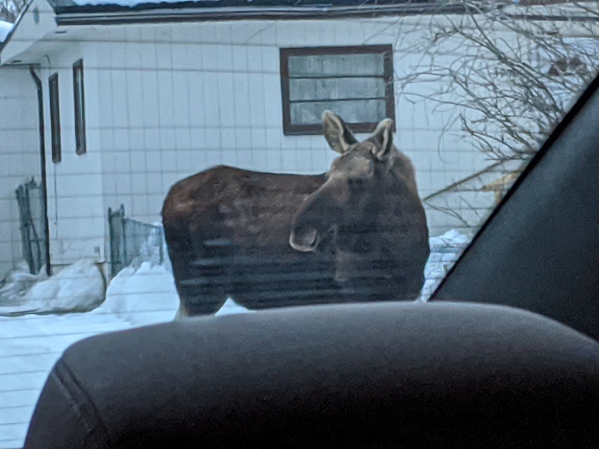 I SAW MY FIRST MOOSE TODAY!! I'll admit I was a bit scared since he was right across from my driveway. Such a neat sight though! #alaskaadventure #alaska #moose #alaskawildlife