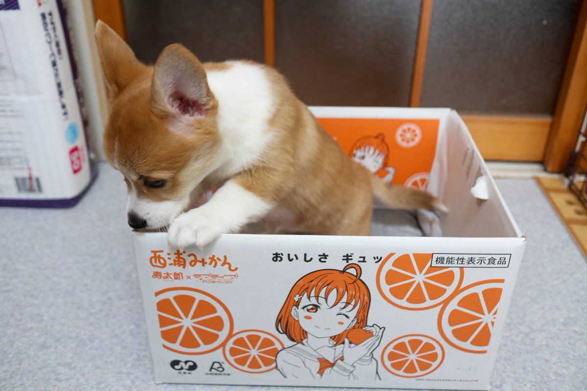 でふ (((((((((っ・▲・)っ🍫 tweet media