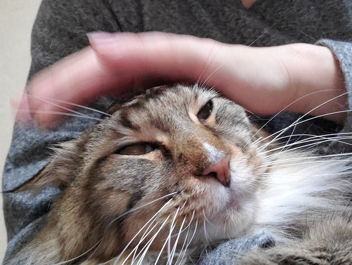 あしゅにゃん永遠の14歳 メインクーン 甘口 耳ぺたーん セルフタイマーでナデナデ中のあしゅにゃん撮ってみた ナデナデに備えて顔が平たくなっているの かなりぶちゃかわ むふー ﾟwﾟ 猫 猫モフー 猫のいる幸せ 猫のいる暮らし 猫