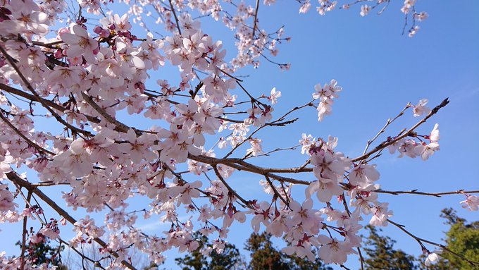 春すなぁ～・・・🌸 
