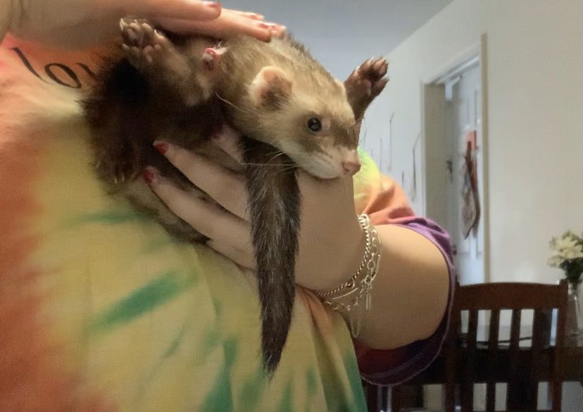 brilee_erdeljac's tweet photo. @SAA_1923 #jackpets this is beans!! https://t.co/5T7UIdAZjb