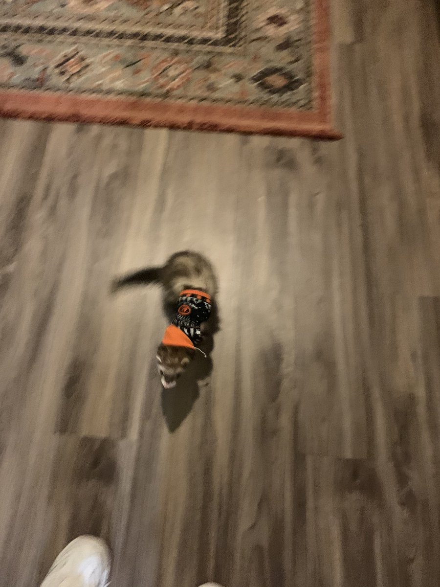 brilee_erdeljac's tweet photo. @SAA_1923 #jackpets this is beans!! https://t.co/5T7UIdAZjb