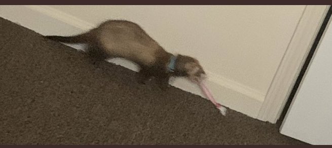 brilee_erdeljac's tweet photo. @SAA_1923 #jackpets this is beans!! https://t.co/5T7UIdAZjb