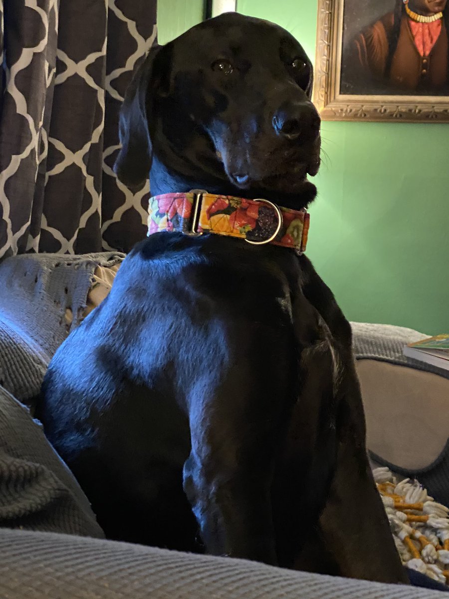PhelpsCHS's tweet photo. My big baby George. 💖😂 https://t.co/od7S6f9qgQ