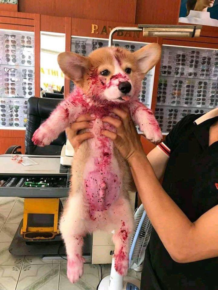 SuavesLomitos's tweet photo. no estoi morido 🐶
me comi una pitaya 💞 https://t.co/tahQoXTk3p