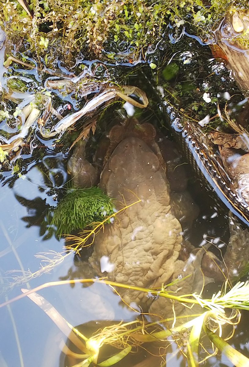 You001 メダカ水槽 越冬可能なメダカビオトープをやっているのですが 今朝水が濁ってて 何かと思ったら ヒキガエルが居ました しかも卵産むご様子 3 ヽ おたまじゃくしって小さいうちは メダカが食べる けど 大きくなるとメダカが食べられる可能性