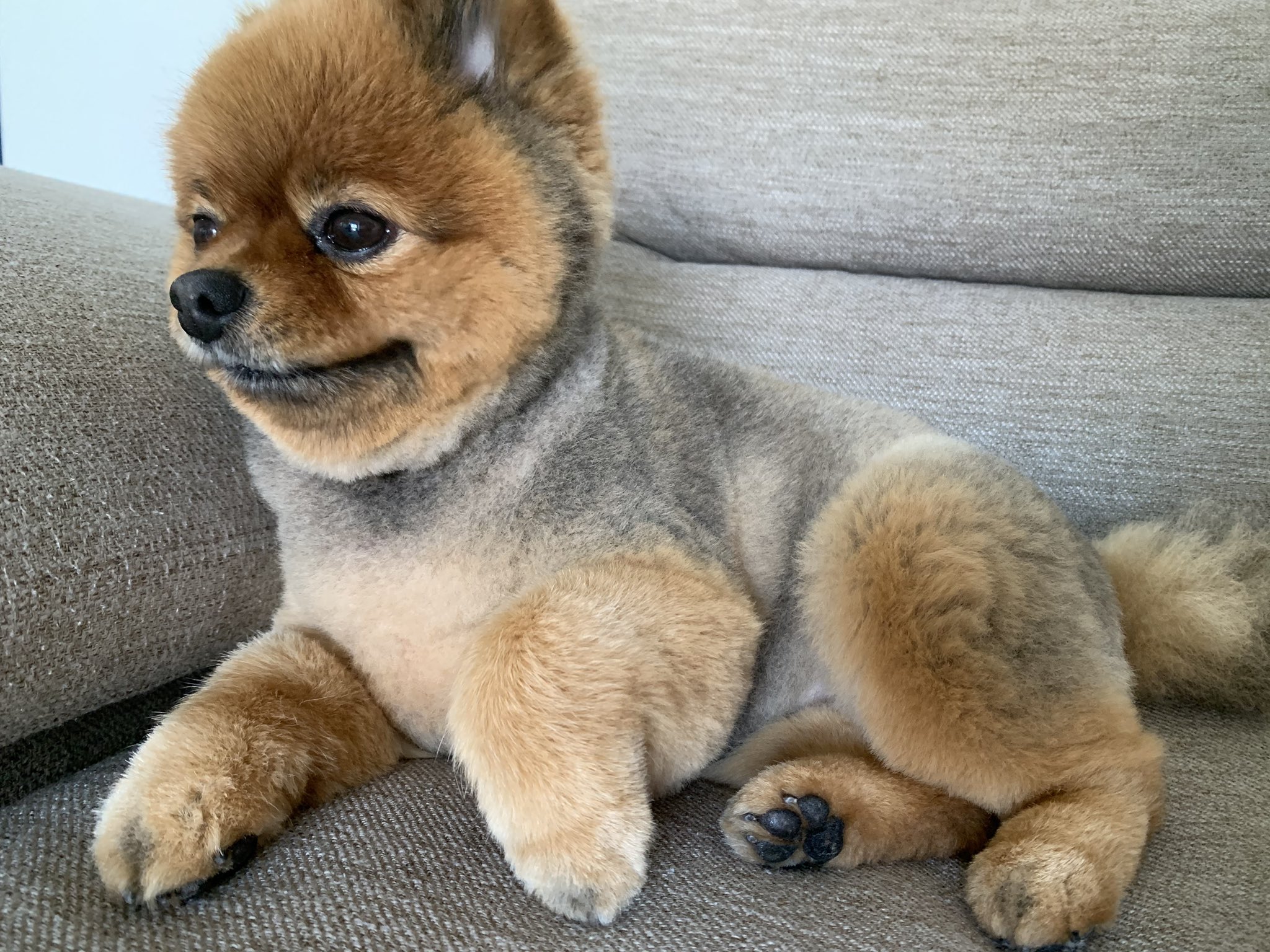 まんまるコッコ ポメラニアン ソファの端っこが好き からのおおあくび 眠いそうです ポメラニアン 犬好きさんと繋がりたい 犬のいる暮らし ふわふわ犬 もこもこ犬 くまちゃうよ 足先の丸みが最高 T Co Ah1pxcwjx7 Twitter