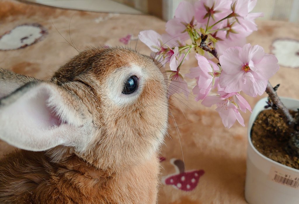 かず 桜堪能うさぎ 桜の花は 食べるものと認識 T Co 9vzljx7wtf Twitter