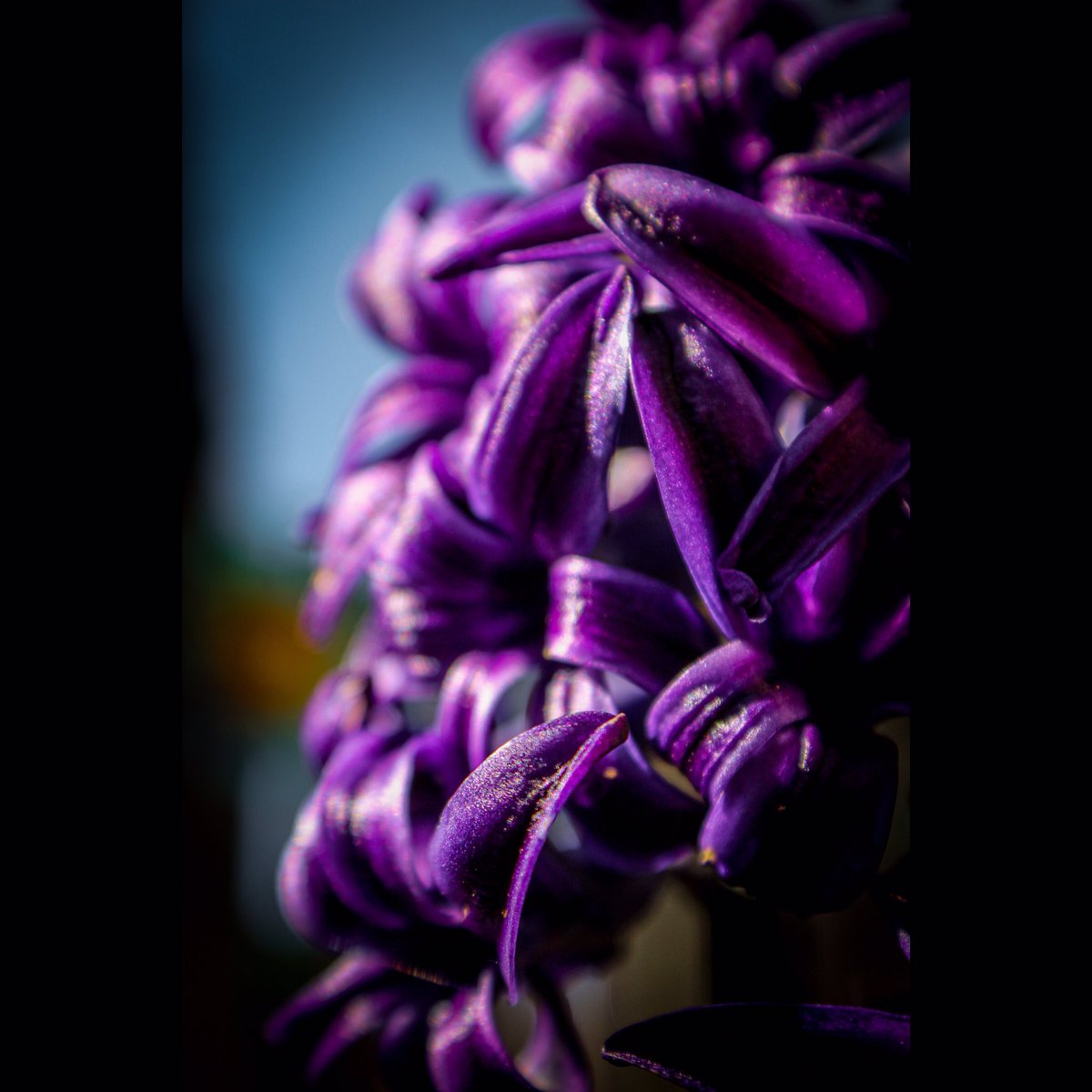 LegendaryPnw's tweet photo. Finally dusted off the camera now that I have some extra time on my hands. Signs of Spring...
.
.
.
#flower #flowerphotography #photooftheday #spring #springphotography #pnw #backyardgarden #yard #springishere #pnwphotography #legendary_pnw #outside #sunny #kgwnews https://t.co/YkyJ51lXFQ
