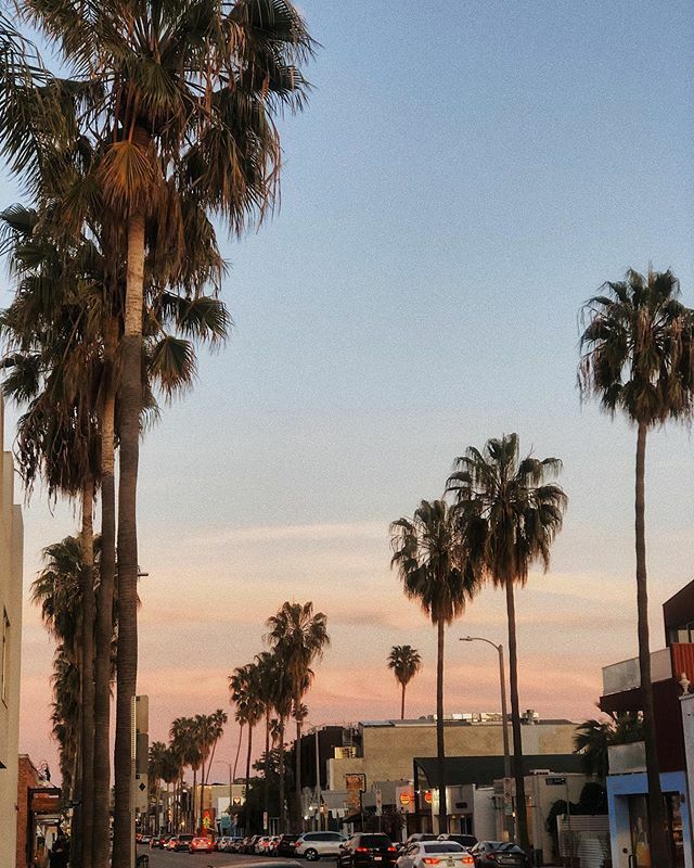 heleneisfor's tweet photo. What a difference a week makes. May your spirits remain as high as these palms though this whole thing. https://t.co/nylTZf5m4J https://t.co/Tfr4u5GF3n