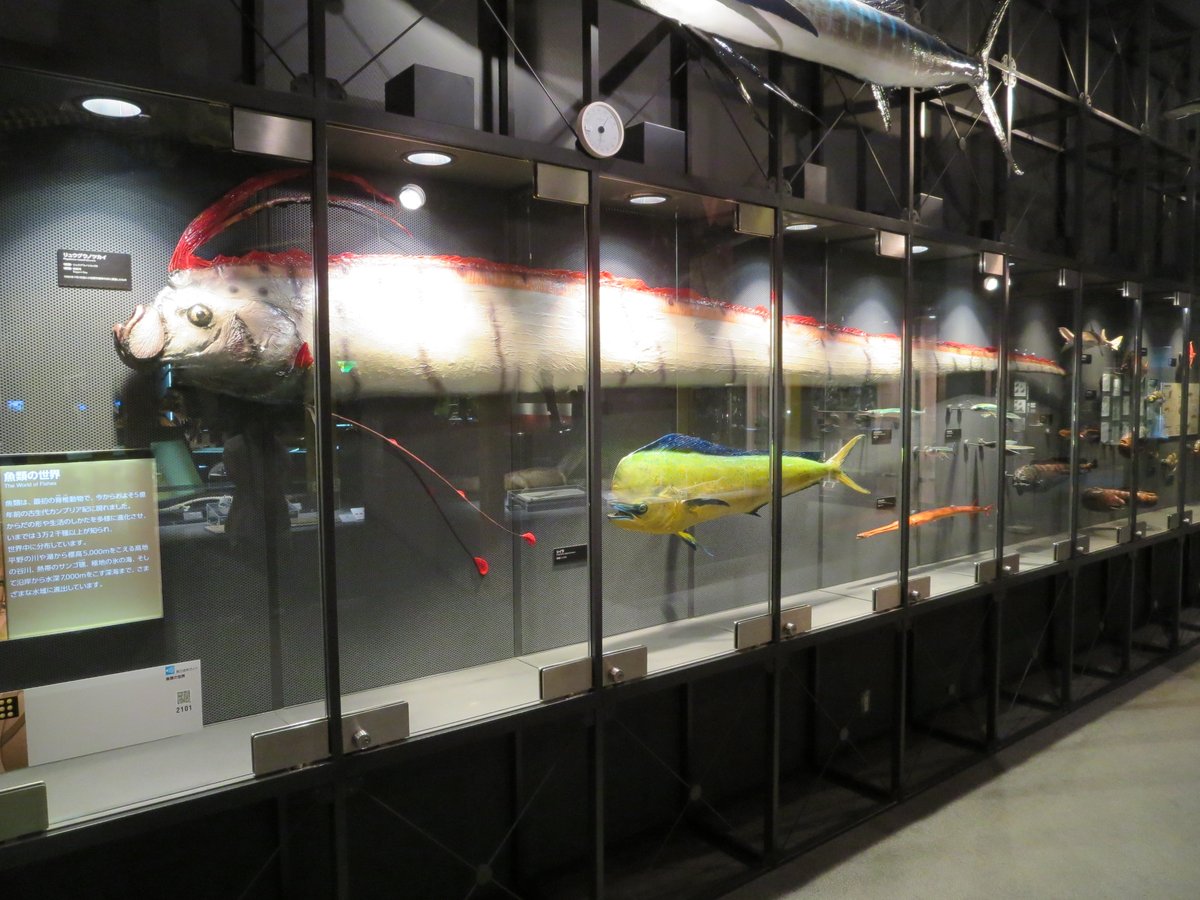 神奈川県立生命の星 地球博物館見聞録 2ページ目 Togetter