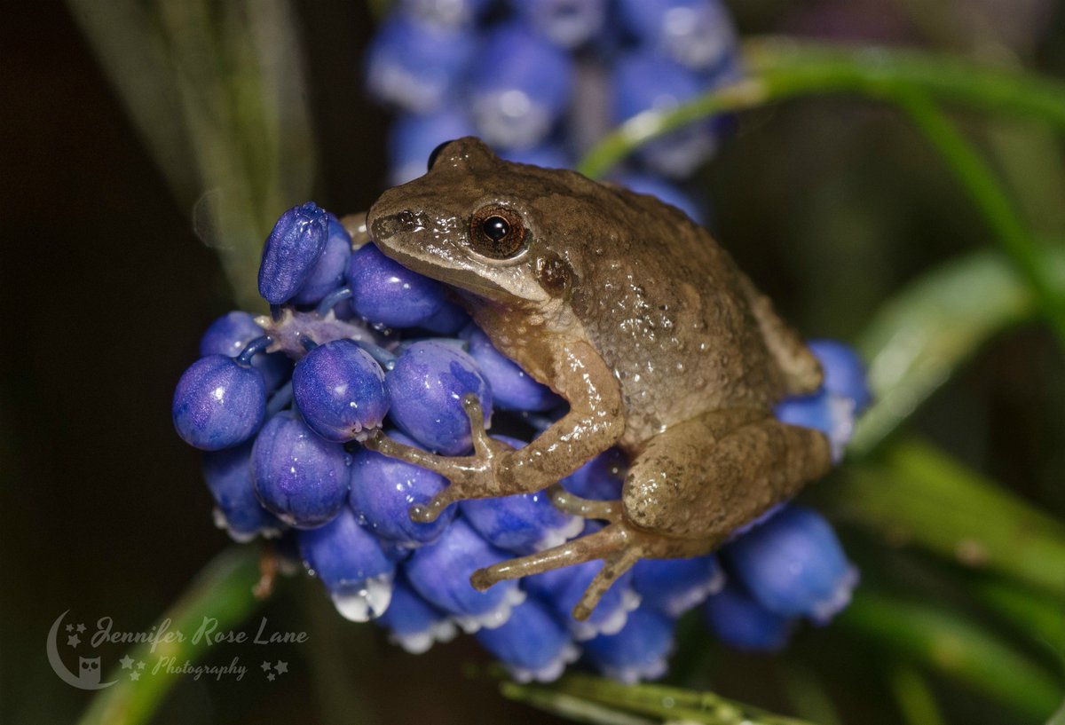 Jens_Starry_Sky's tweet photo. #SpringPeeper on some #SpringFlowers 😄🐸💜 #frogs #flowers #GrapeHyacinth #hyacinth #spring #SpringPics #peepers #springpeepers #nature #NaturePics #SpringInWV #WV #frogPics #SpringPhotography #pics #photography @ThePhotoHour https://t.co/9Ynm0MtHId