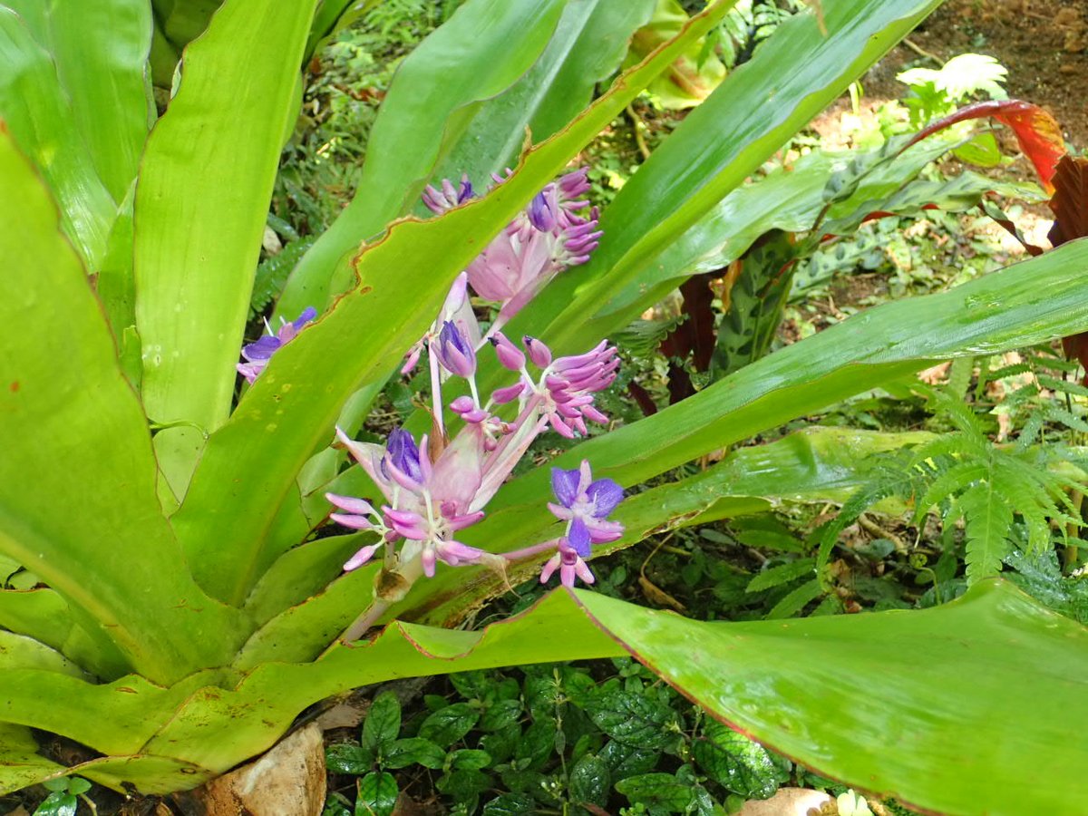 神代植物公園 ニュース בטוויטר スタッフより 園芸係 大温室熱帯花木 室のコクリオステマ オドラティッシムムのが咲き始めました コクリオステマ オドラティッシムムは 熱帯アメリカ原産のツユクサ科の植物 蕾を確認してから約1月 ようやくの開花 青い花弁 神代植物公園 ニュース בטוויטר スタッフより 園芸係 大温室熱帯花木 室のコクリオステマ オドラティッシムムのが咲き始めました コクリオステマ オドラティッシムムは 熱帯アメリカ原産のツユクサ科の植物 蕾を確認してから約1月 ようやくの開花 青い花弁