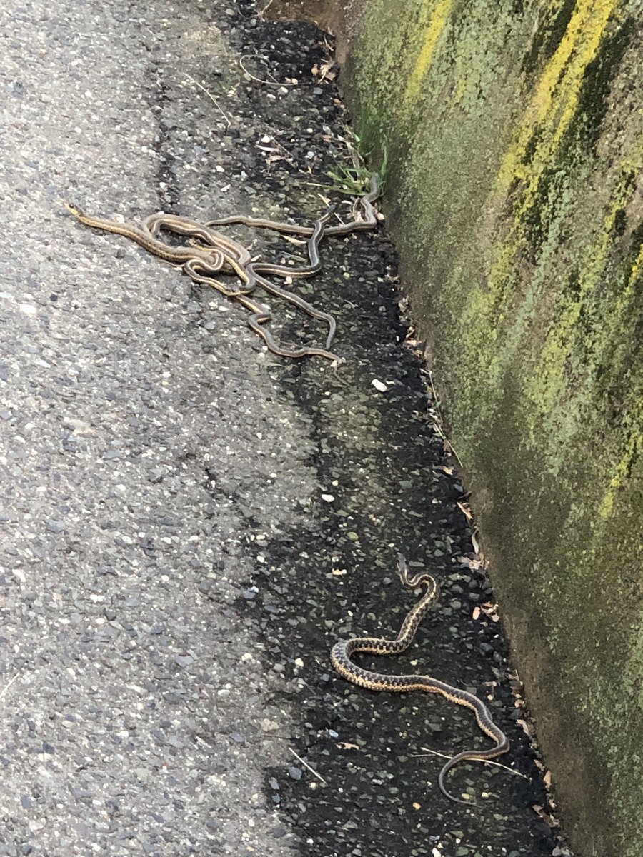 When you walk down the sidewalk in #Hoboken and have to avoid a pile of #snakes....

#judgementDay #fireAndBrimstone #dogsandcatslivingtogether