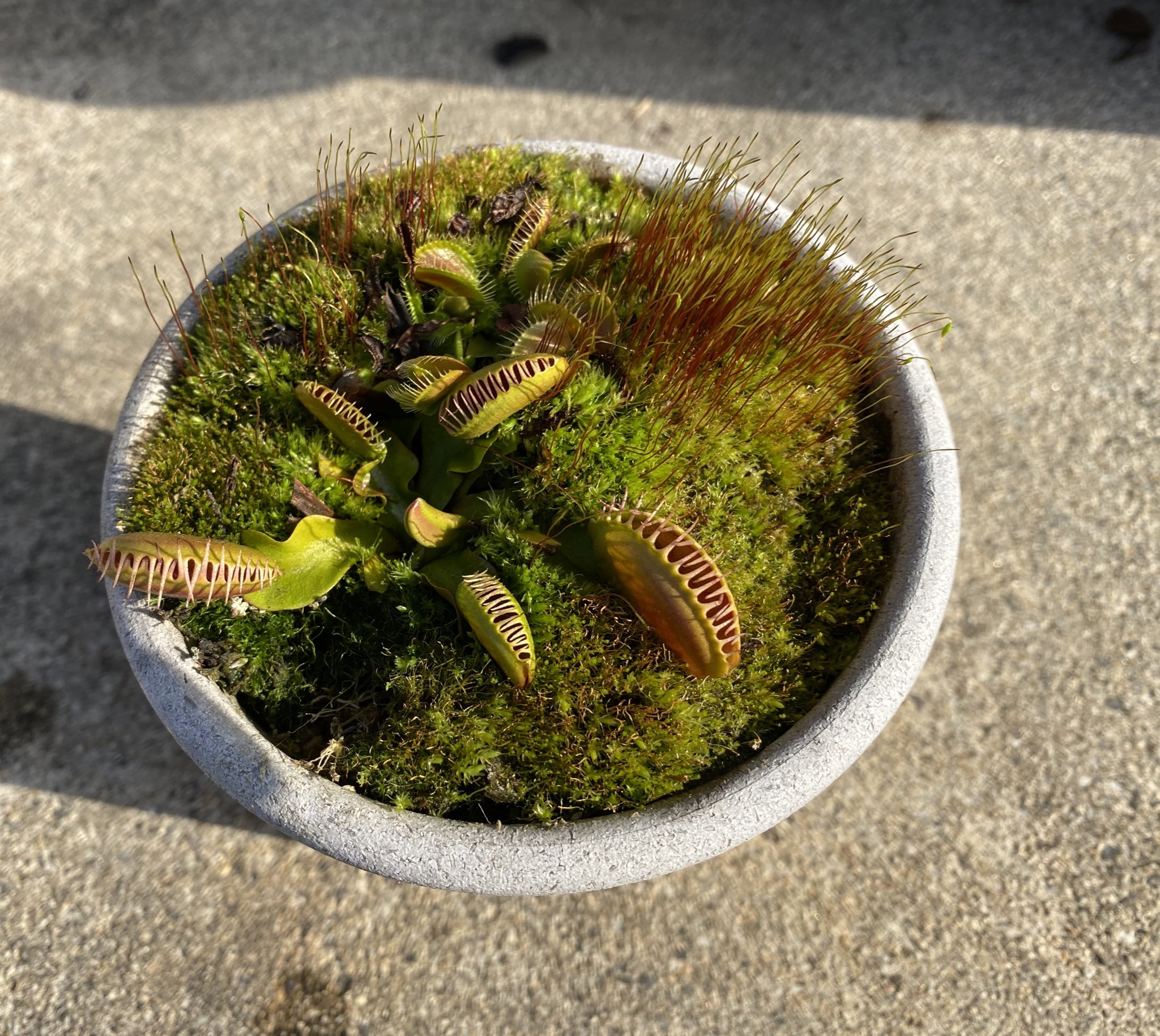 Ryo على تويتر 植え替えし忘れたハエトリソウの水苔に苔生してる 暖冬だったせいかは分からないが ハエトリソウもサラセニアも地上部分があまり枯れないまま残ってる 特にサラセニアの方は新芽を圧迫しそうだし剪定した方が良いんだろうか 食虫植物