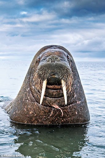 (4) Josh (my brother) and I spent too long scrolling through google image search results for “walrus” and characterized/animated every single magnificent, blubbery boi