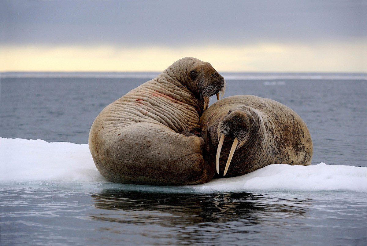 (4) Josh (my brother) and I spent too long scrolling through google image search results for “walrus” and characterized/animated every single magnificent, blubbery boi