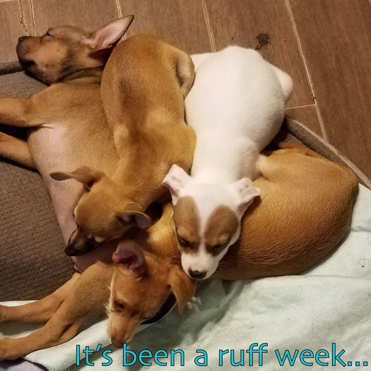Well, it's been a #ruff week for all of us. Take care of yourselves and rest up like Gracie, Gryffin, Scooter, and Stormy. These #puppies don't need to worry about #socialdistancing and are all available for adoption at aarfhouston.org! #rescuedogs #adoptdontshop #houston