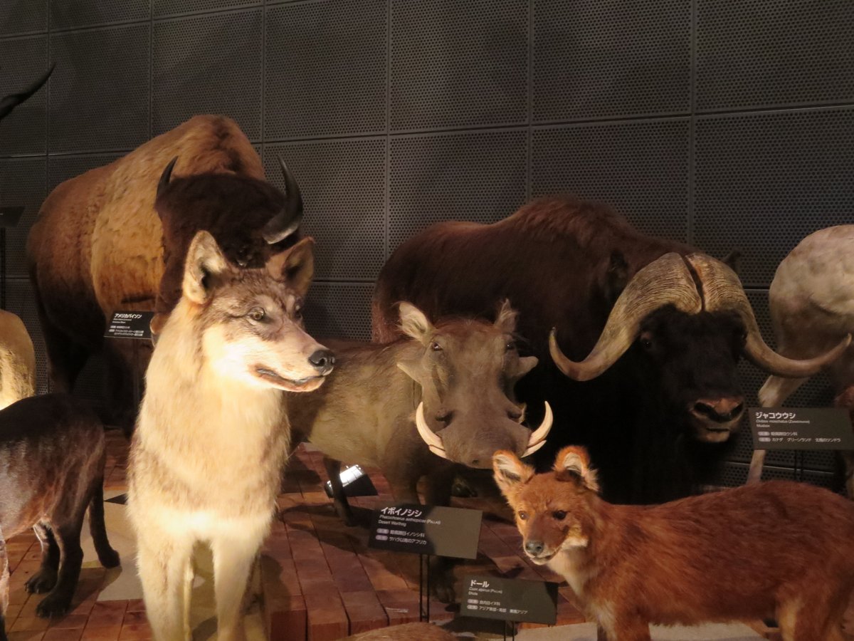 Twitter पर 博物倶楽部 公式 ここの剥製群はかはくとはまた違う動物が結構いて楽しいです 神奈川県博 エア博物館