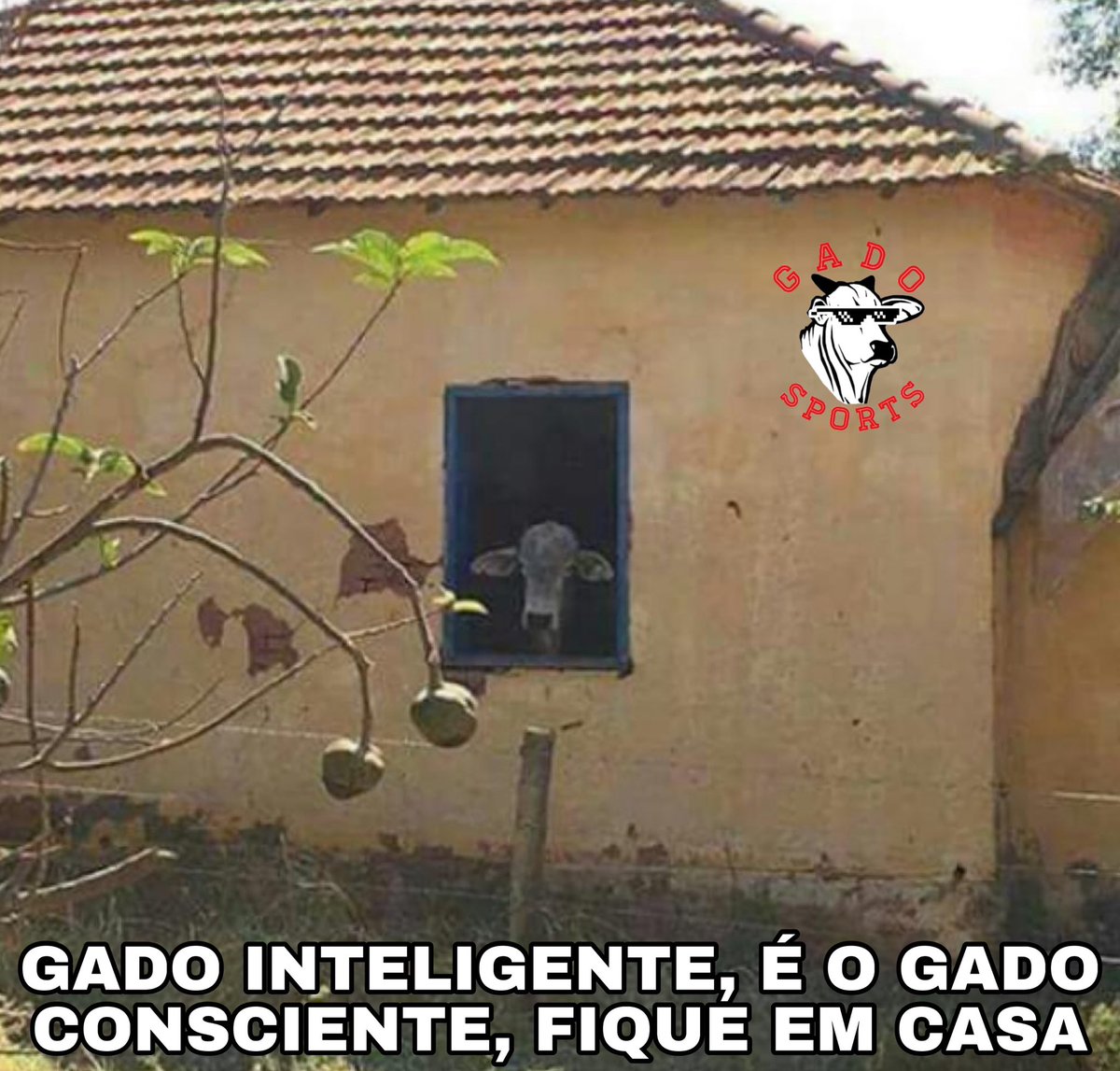 rodrigohall9's tweet photo. @nickskrillex205 @moura_101 Pode protestar, mas fica em casa https://t.co/focJfOrkOA