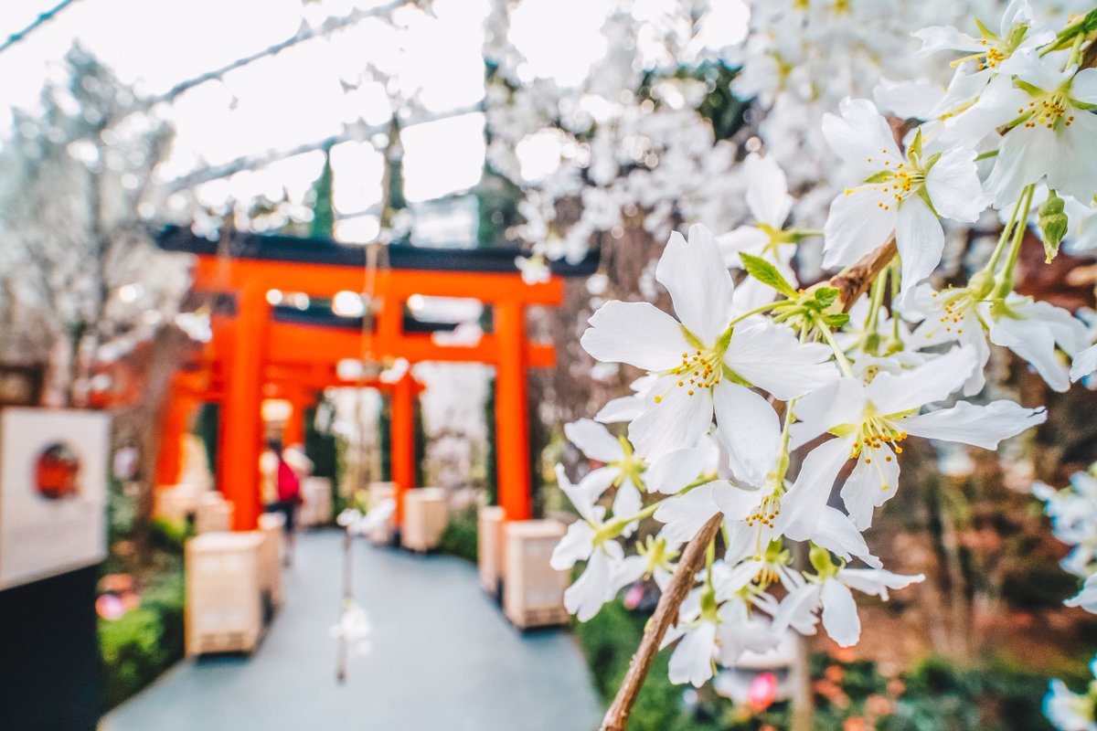 #Update: Thank you for your support! Online tickets to Sakura Matsuri have been sold out for 21 & 22 March 2020 due to overwhelming demand and safe distancing measures that are in place. #gardensbythebay #SakuraMatsuriGBB #FlowersNeverStopBlooming #FlowerDome