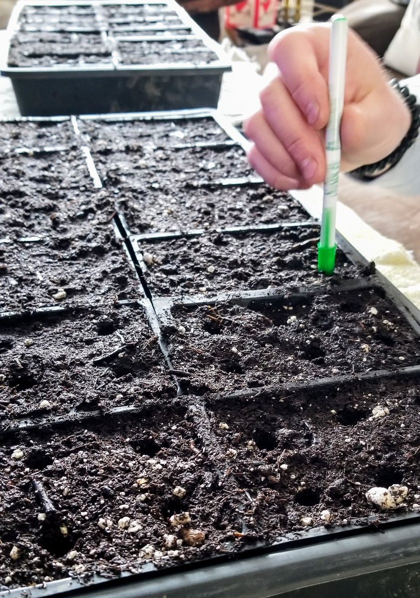 GardenHoard's tweet photo. We made a dent in starting seeds today! Celery, Parsley, Bunching Onions, Cabbage, Collards, Kale, Kohlrabi, Mustard, Rhubarb, Asparagus, Bok Choy, and 15 types of heirloom tomatoes that we'll have available as plants in May at the markets! Onward, farm! https://t.co/BAtCMLlMUL