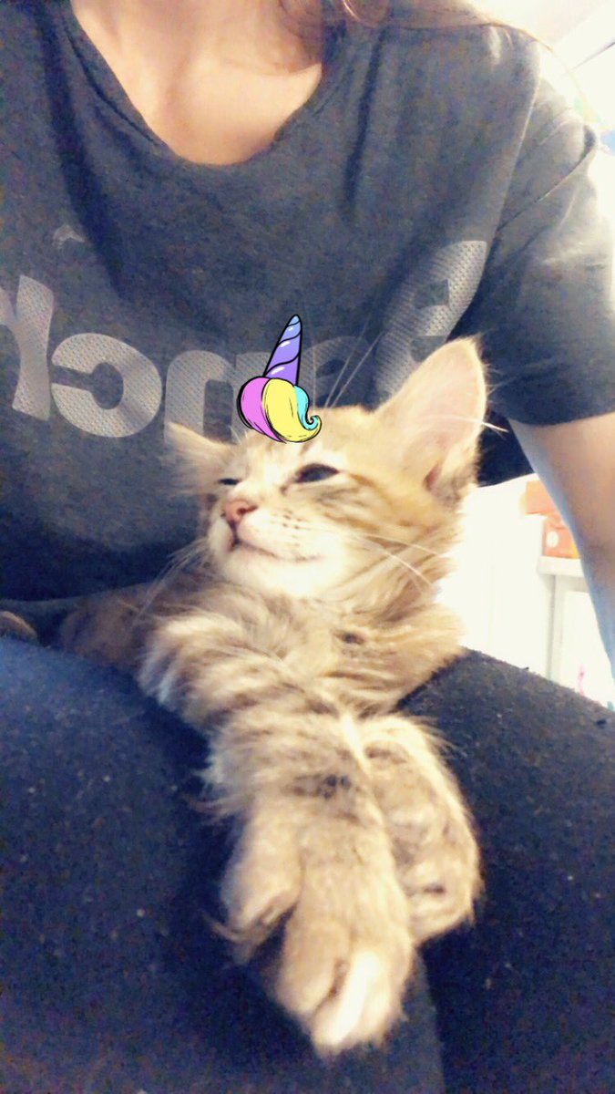 rumbleblu73's tweet photo. Kitty unicorn 🦄😸..💜 #kitty #unicorn #kittyunicorn #CuteKitten #Kitten #cutie #Kittycat #cat #chaton https://t.co/sNzOF3zRpl