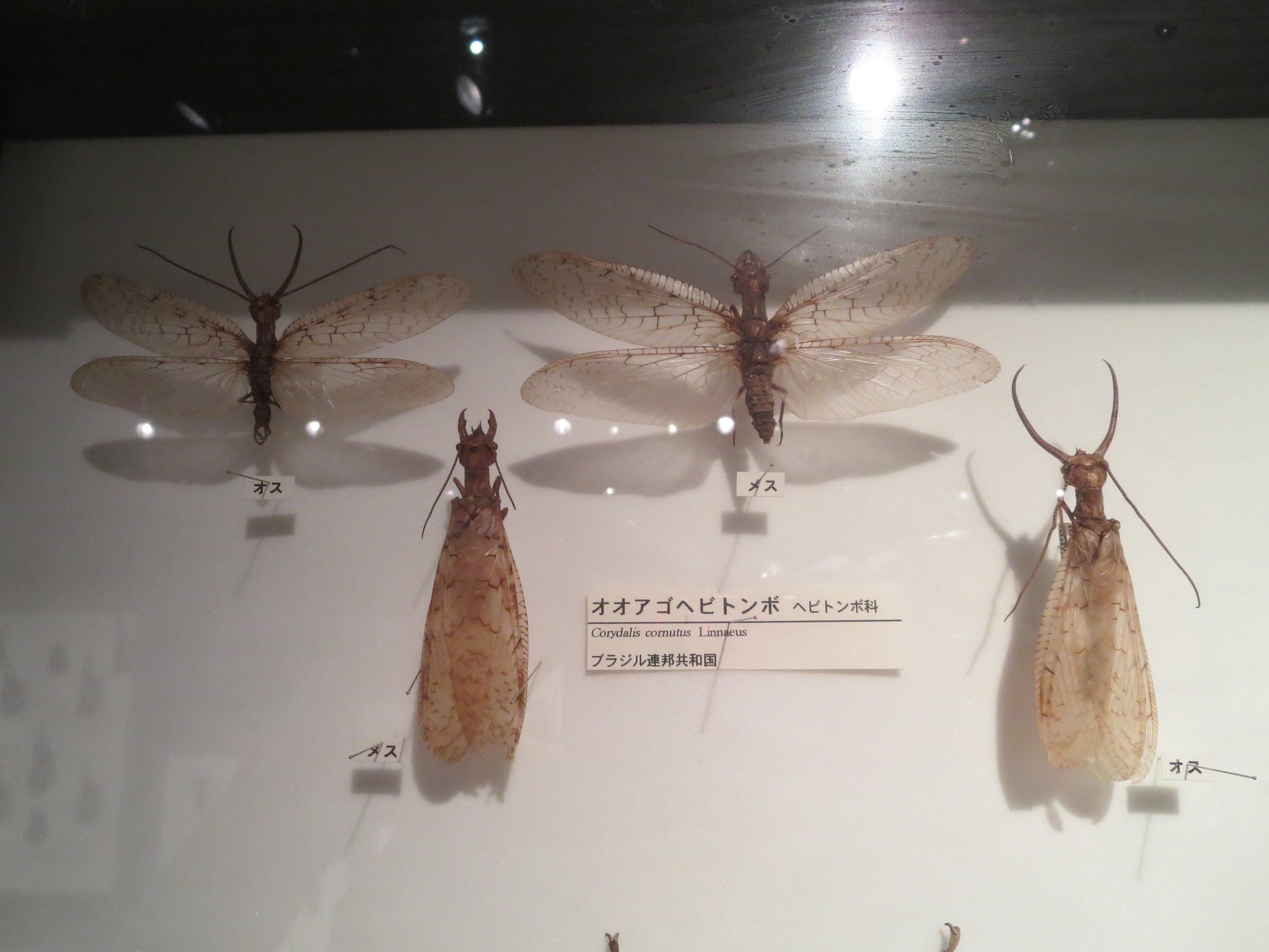 全てが桁違い」 20万円かけて“とんでもない虫”買ってみた 見た