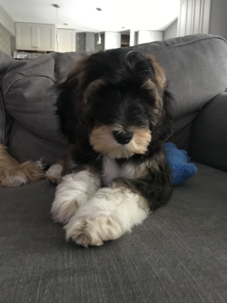 Navin_Johnson79's tweet photo. Porter is Bleu's puppy. https://t.co/F3J4rJ0vR8