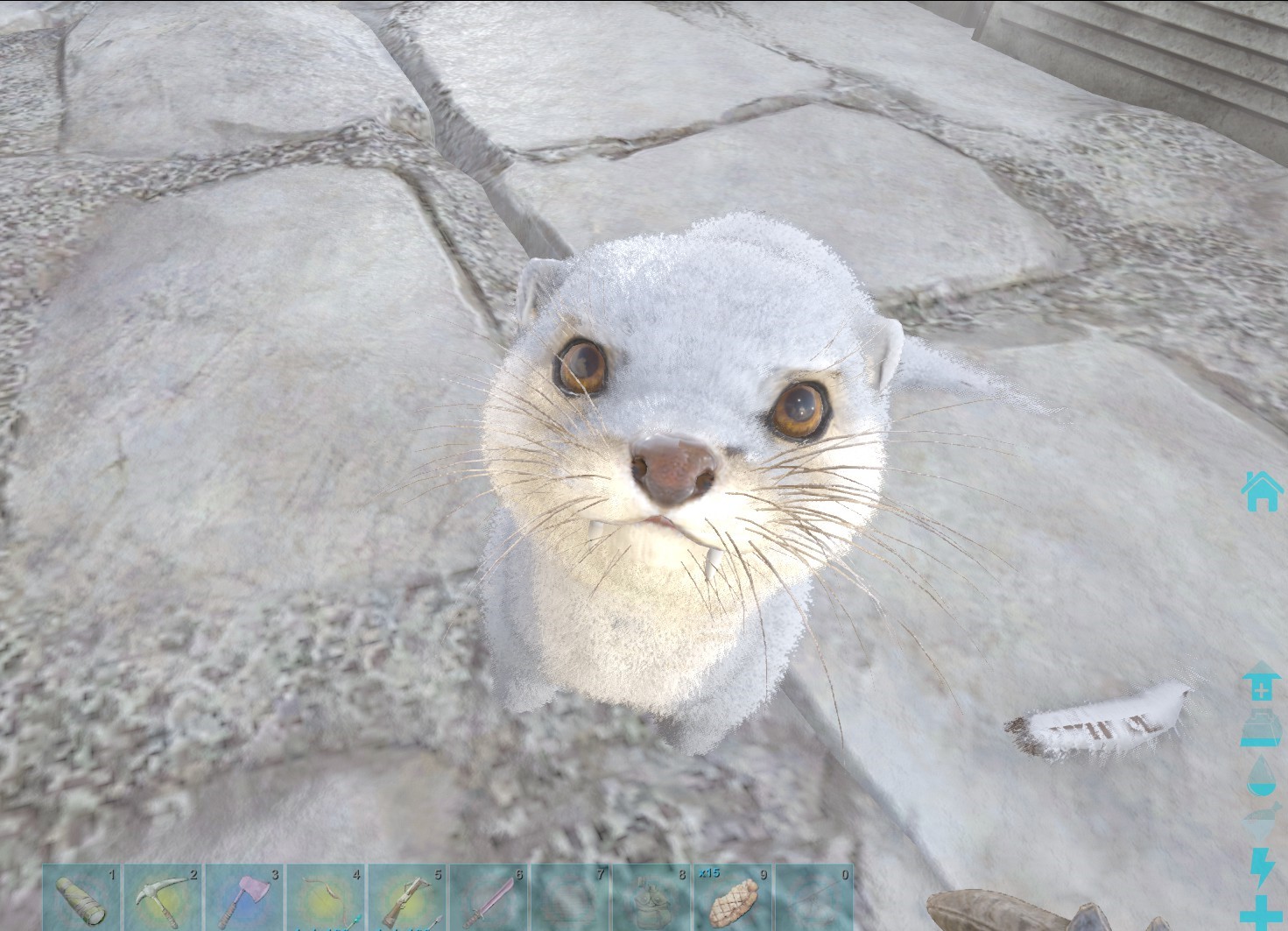 さくら幼稚園 ａｒｋ カワウソがめちゃくちゃかわいい テイムするのにすっごく苦労したけどいっぱい増やしてみんなに配った 首に巻くと暖かいのでみんな大切に可愛がってあげて欲しい ヾ ๑ㆁᗜㆁ๑ ﾉ T Co Xk3veibz4c