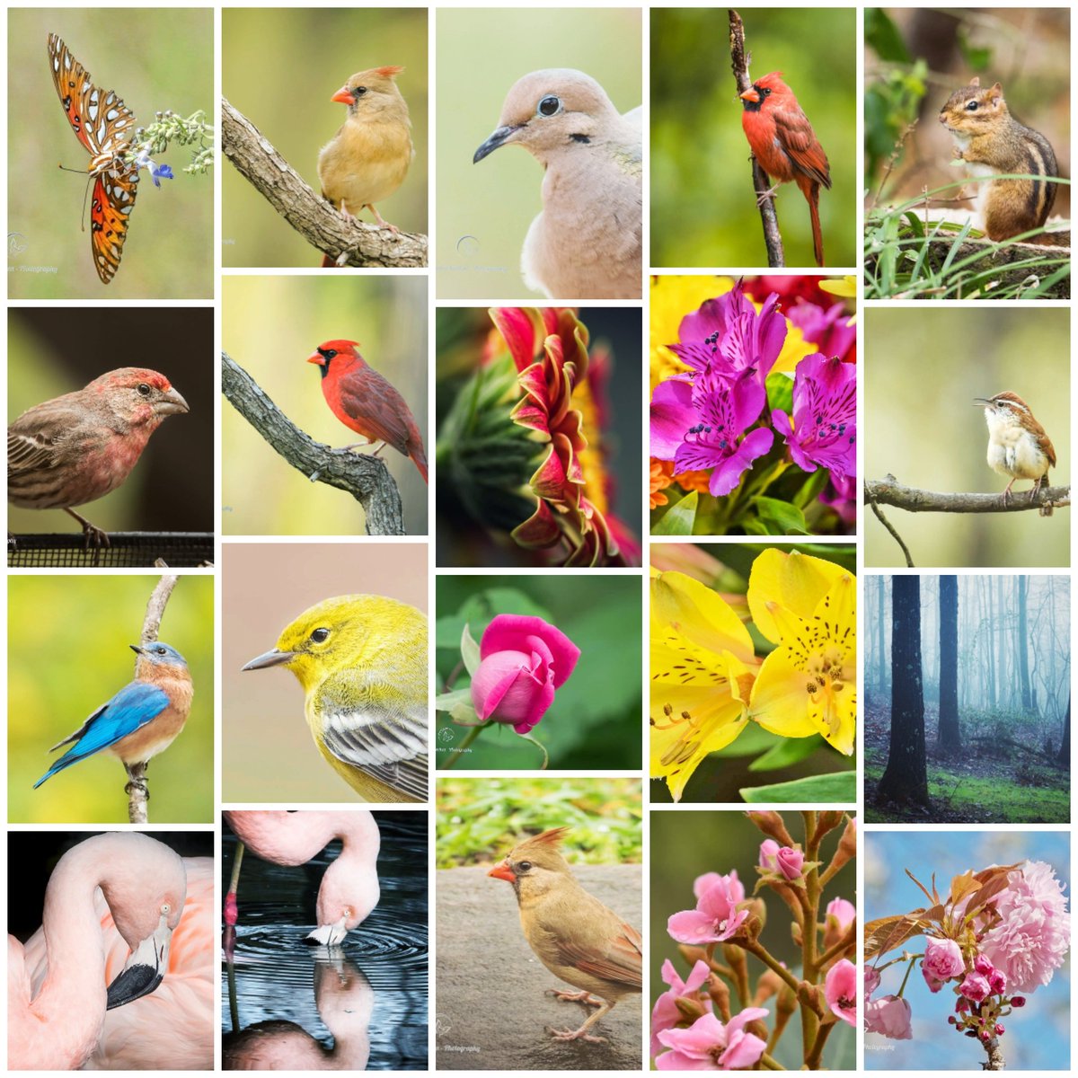 SerenaVachon's tweet photo. A mix of nature pics #collage #photography #naturephotography https://t.co/4S3nOrRMcp