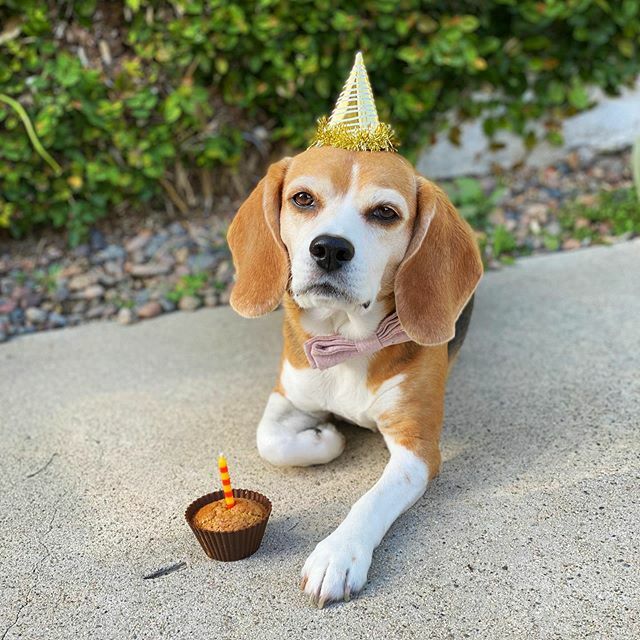 Taking a moment to celebrate eight years of this bright little light today. HBD Lilo, Dexter, Maddie, Milo and Zoe! 🎈🎂 Hope everyone is enjoying all the extra family time and staying safe. ❤️ ift.tt/2xdQrYy