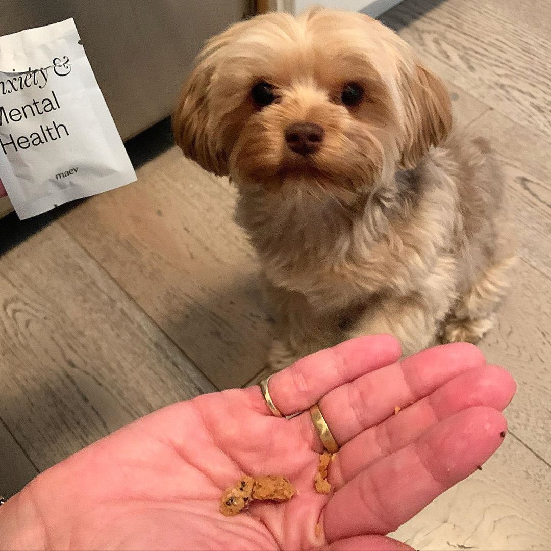 Peteistweetin's tweet image. Stacy London | Happy @meetmaev makes food/supplements to aid Dora/other furbies in stressful times, b/c Dora pics help *me* cope! (Also glad @StacyLondon/@CatYezbak = stayin' happy/healthy/busy/creative. But, c'mon ... Dora!)
📷s: Cat Yezbak
(doratheexploralondon post, Instagram)